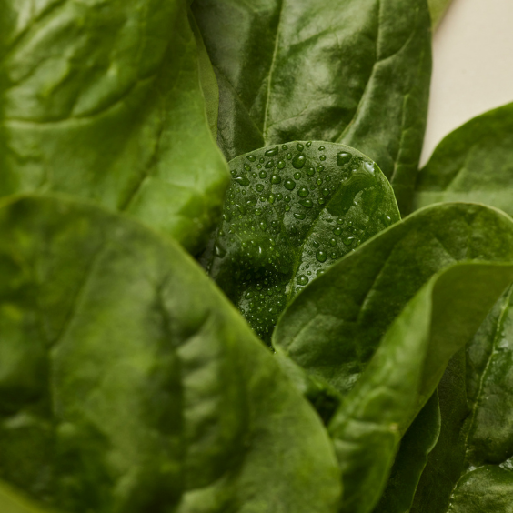 bundle of dark green spinach leaves